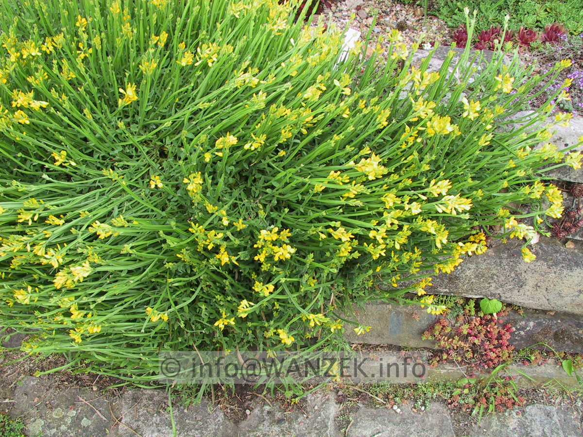 Genista saggittalis - auf Mauer.JPG